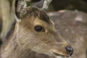 roe deer in wildlife