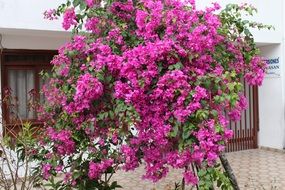 small pink flowers on the balcony