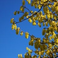 yellow flowering tree