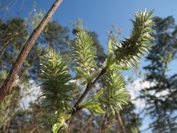 cute goat willow close-up