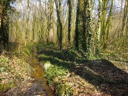 brook in autumn forest