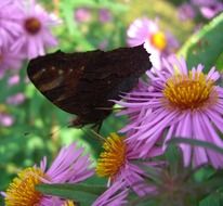 peacock butterfly on the colorful flowers