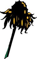 sunflower flower drawing on white background