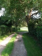 country road along the green hedge