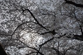 sunlight on flowering sakura branches