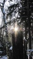 winter sunlight in the forest