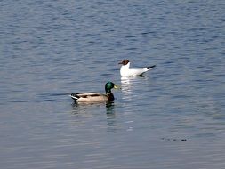 Birds in a water