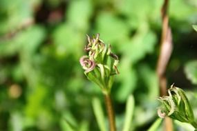 close-up picture of weeds on a blurred background