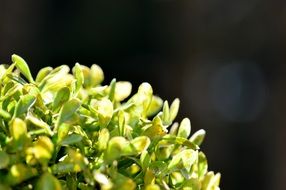 book green plant sunshine leaves macro photo