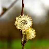 spring plant in macro shot