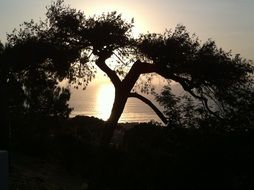 evening ocean beach and tree silhouette