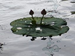 green leaves of water lily