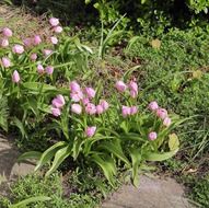 pink tulips blooming in garden