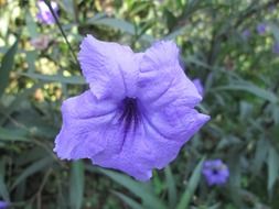 blue flower in the garden