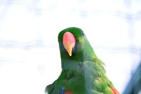 Green ara parrot bird in zoo