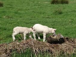 two white lamb in the pasture