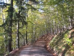 amazing autumn forest