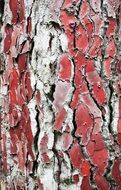 closeup photo of colorful tree trunk