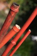 red bamboo nature