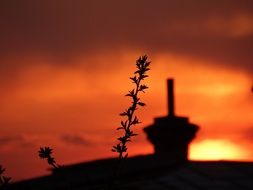 sunset plants sun
