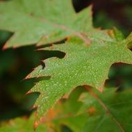 dew morning forest