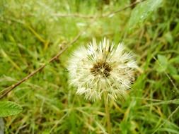 dandelion in the green