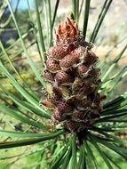 pine fruit tree
