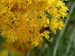 Bee on a yellow bush