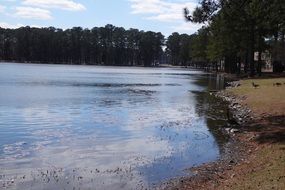 Lake landscape in the park