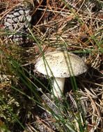 fungus in late summer time