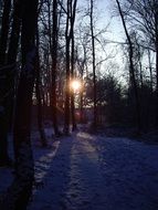 bright sun through the winter forest