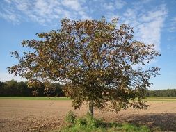 persian walnut in the field