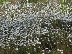 white flowers on the field