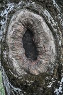 hole in the trunk of an old tree