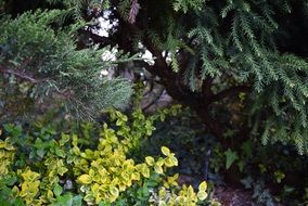 conifers plants in garden