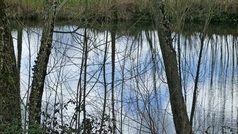 forest pond in spring