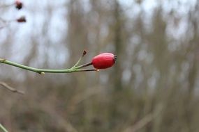 Close-up of the beautiful red berry of rose hip at blurred background