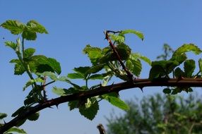 green thorns plant macro