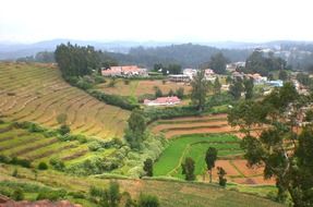 forest trees of the valley landscape