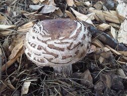 mushroom camouflage bark nature