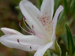 Blooming azalea flowers