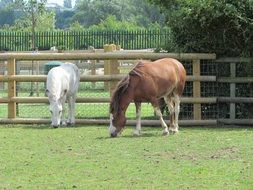 horses in paddock on green grass
