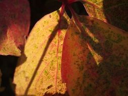 Closeup photo of autumnal leaves