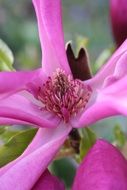 pink spring flower close up