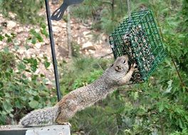 squirrel feeding