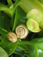 two yellow snails on a green plant