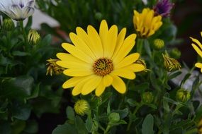 Perfect Yellow flower blossom