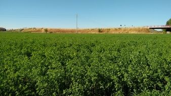 green field under blue sky, spain, alfafar