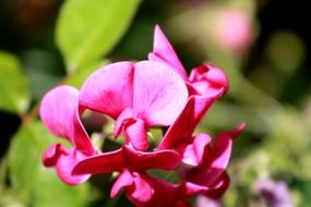 flowers shrubs