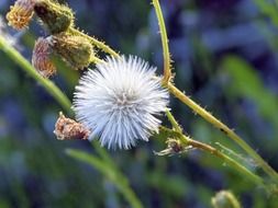 wilted field plant close up